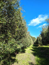 Load image into Gallery viewer, Great Southern Groves Extra Virgin Olive Oil Decorative Bottle 500ml - The Gourmet Box Australia